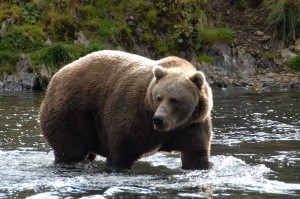 Kodiak Alaska Brown Bear Viewing